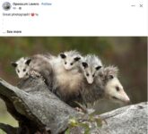 Opossums 136 FB