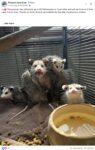 Opossums 138 FB