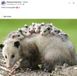 Opossums 139 FB