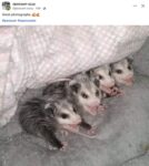 Opossums 140 FB