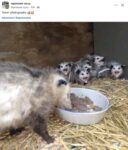 Opossums 141 FB