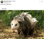 Opossums 145 FB