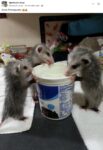 Opossums 146 FB