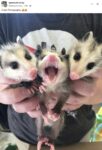 Opossums 148 FB