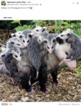 Opossums 149 FB