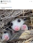 Opossums 151 FB