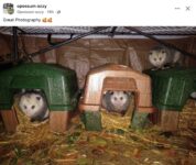 Opossums 154 FB