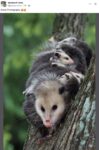 Opossums 158 FB