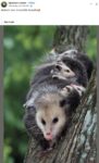 Opossums 159 FB