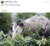 Opossums 160 FB