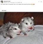 Opossums 142 FB