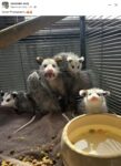 Opossums 161 FB
