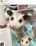 Opossums 162 FB