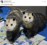 Opossums 163 FB