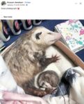 Opossums 165 FB