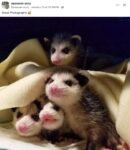 Opossums 168 FB