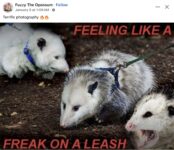 Opossums 169 FB