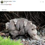 Opossums 170 FB