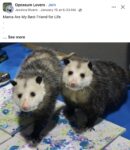Opossums 172 FB