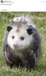 Opossums 173 FB