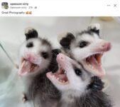 Opossums 179 FB