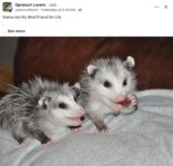 Opossums 180 FB