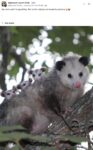 Opossums 181 FB