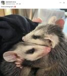 Opossums 183 FB