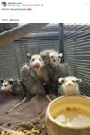Opossums 184 FB