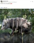 Opossums 186 FB