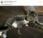 Opossum 560 with cat FB