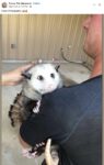 Opossum 562 FB