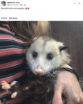 Opossum 570 FB