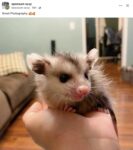 Opossum 579 FB