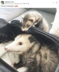 Opossum 581 and ferret FB