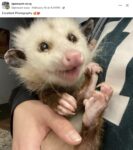 Opossum 582 FB