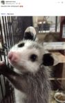 Opossum 590 FB