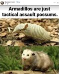 Opossum 591 with armadillo FB