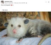 Opossum 593 FB