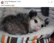Opossum 604 FB