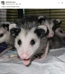Opossum 611 FB