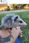 Opossum 612 FB