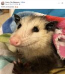 Opossum 620 FB