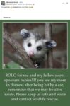 Opossum 621 FB