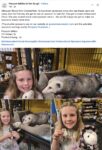 Opossum 630 and little girl FB