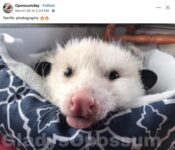 Opossum 631 FB