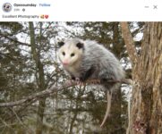 Opossum 635 FB
