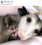 Opossum 641 FB