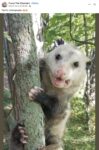 Opossum 642 FB