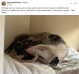 Opossum 644 FB